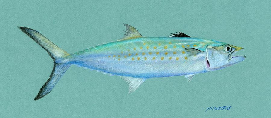 900x392 Spanish Mackerel Drawing - Mackerel Drawing