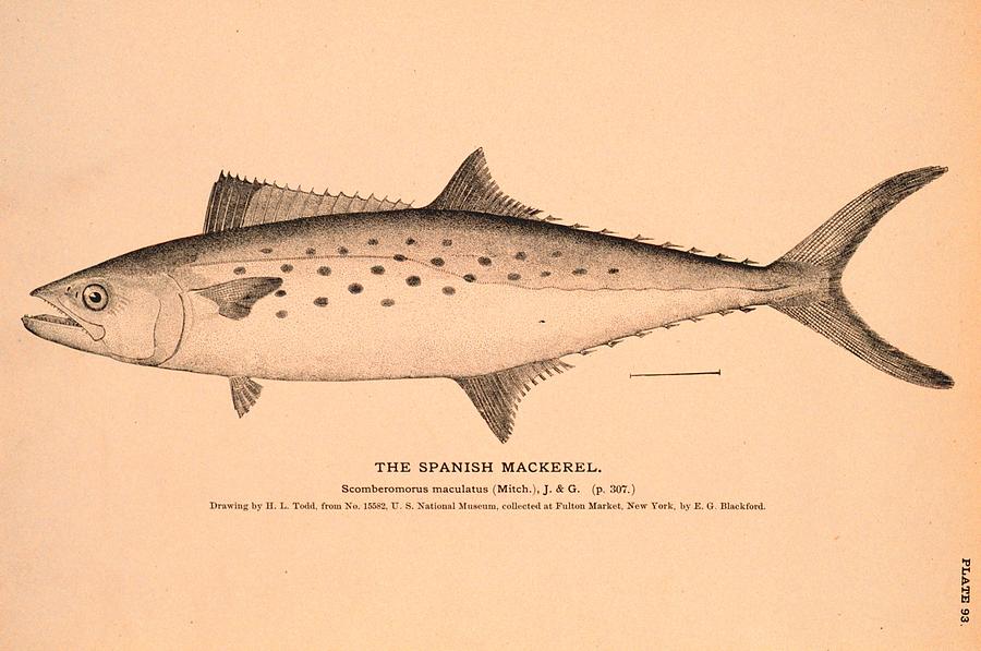 Mackerel Drawing at Explore collection of Mackerel