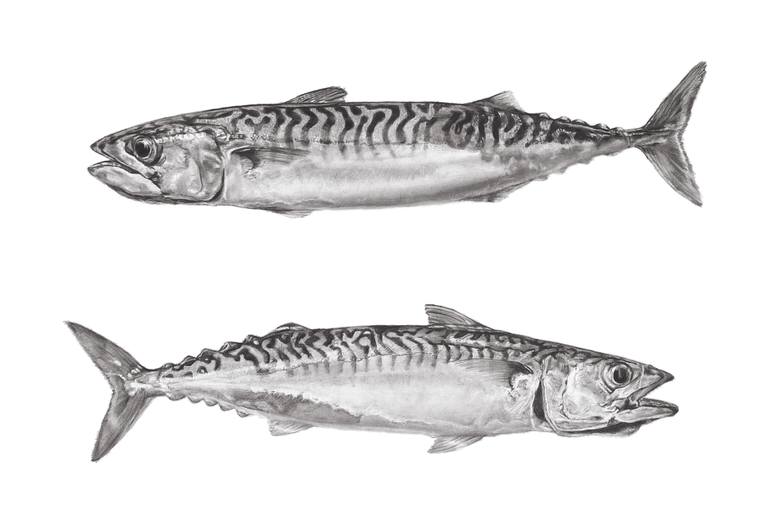Mackerel Drawing at Explore collection of Mackerel