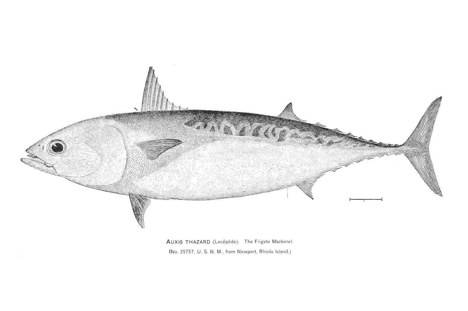Mackerel Drawing at Explore collection of Mackerel