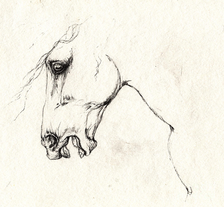 900x834 Mad Horse Drawing - Mad Drawings