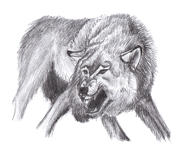 Mad Wolf Drawing At Paintingvalley.com 