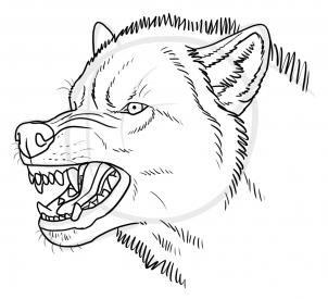 302x275 How To Draw An Angry Wolf, Step - Mad Wolf Drawing