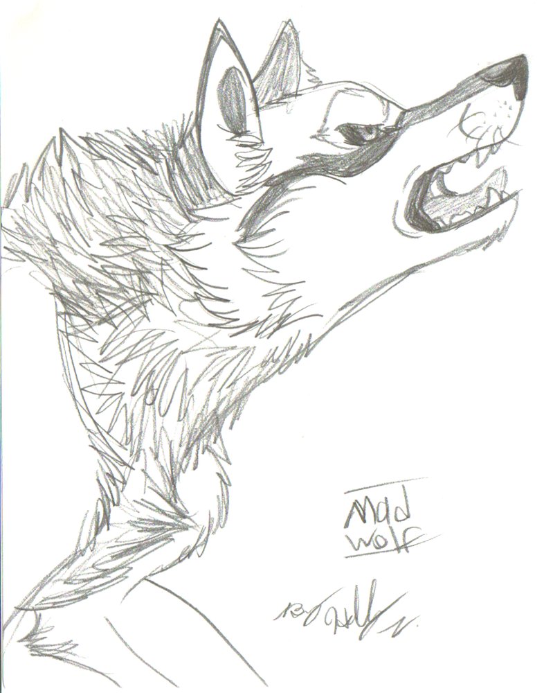 799x1000 Mad Wolf Drawings - Mad Wolf Drawing