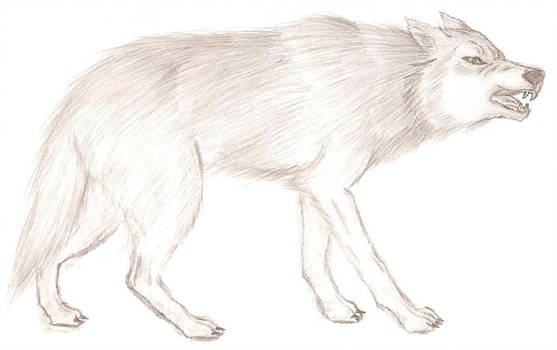 557x350 Mad Wolf - Mad Wolf Drawing