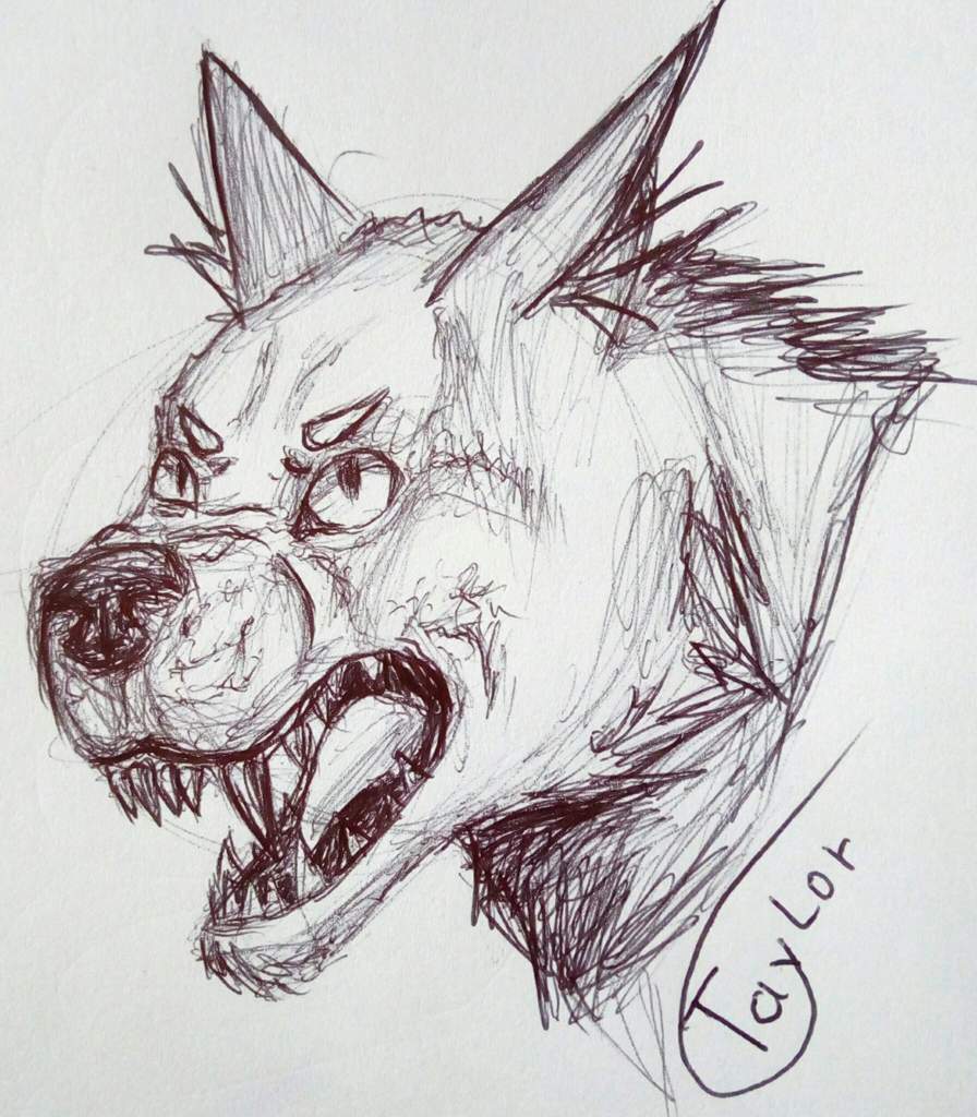 896x1024 Mad Wolf - Mad Wolf Drawing