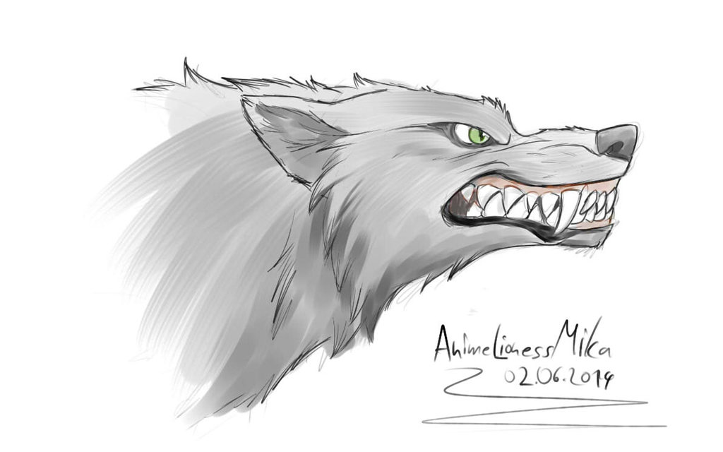 1024x640 Angry Wolf Drawings - Mad Wolf Drawing