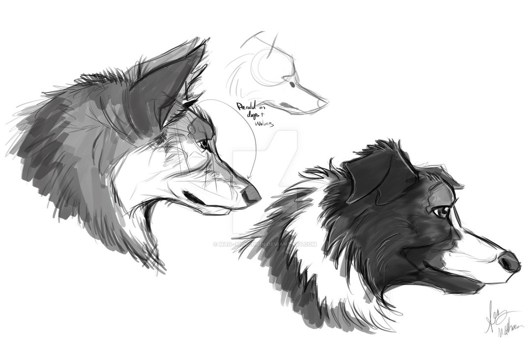1078x741 wolf head and dog head comparison - Mad Wolf Drawing