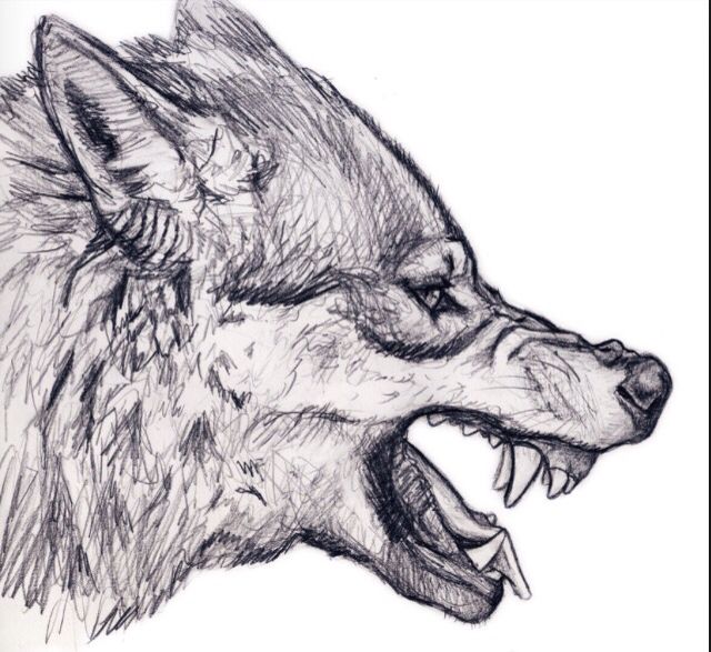 640x587 detailed angry wolf wolf drawings art, drawings, wolf sketch - Mad Wolf Drawing