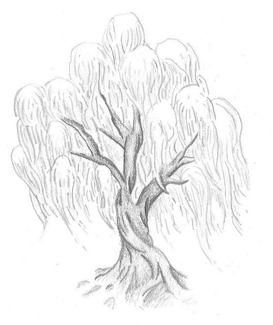 564x671 Bildresultat Magic Tree Fantasy Bg Drawings, Weeping - Magical Tree Drawing