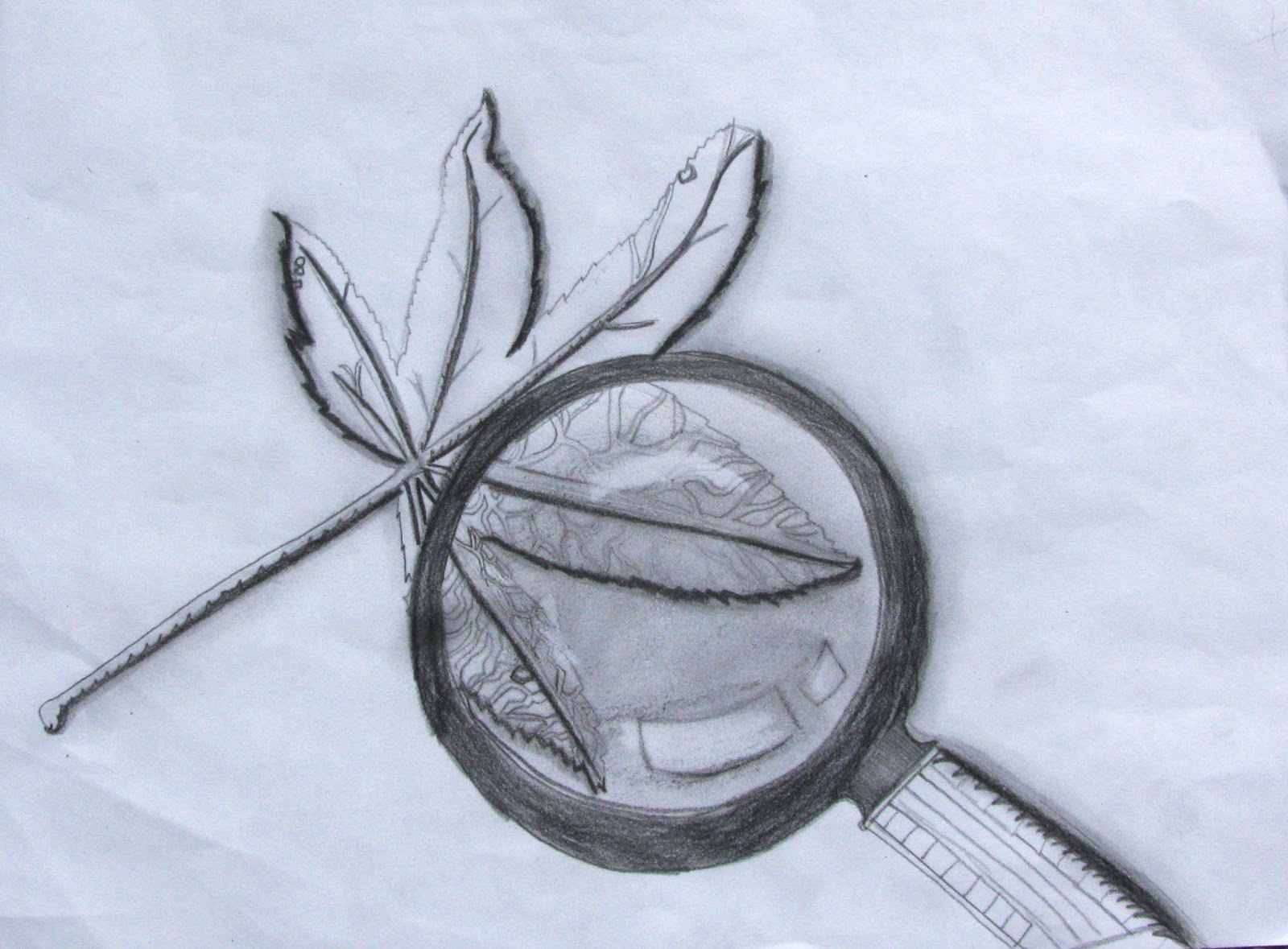 1600x1179 The Helpful Art Teacher Drawing Magnified Leaves Finding The Details - Magnifying Glass Drawing
