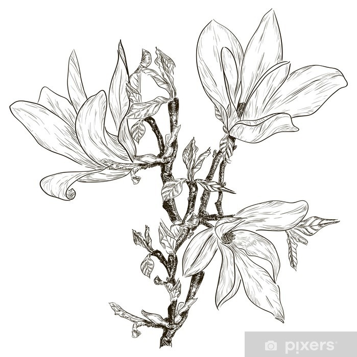 699x700 hand drawing spring magnolia blossoms wall mural we - Magnolia Drawing
