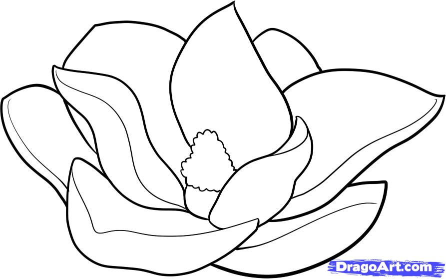 893x558 how to draw a magnolia, step - Magnolia Drawing