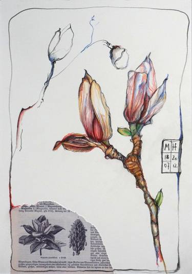375x533 magnolia drawing - Magnolia Drawing