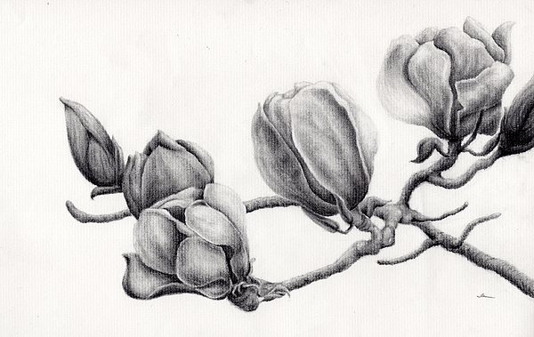 600x379 magnolia drawing - Magnolia Drawing
