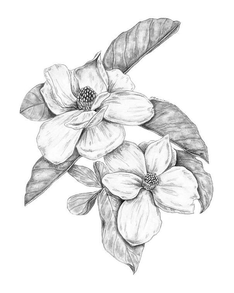 794x993 magnolia flower flower art print magnolia print minimalist etsy - Magnolia Drawing