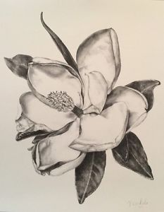 233x300 magnolia flower print from original pencil graphite drawing - Magnolia Drawing
