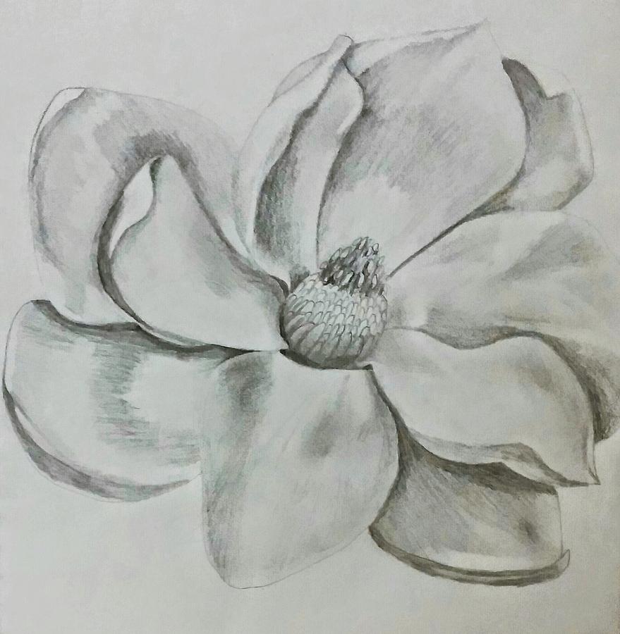 879x900 magnolia sketch drawing - Magnolia Drawing