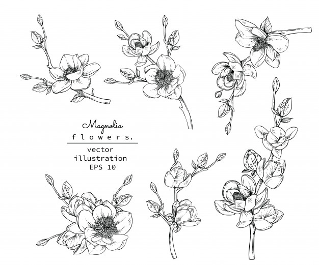 626x521 magnolia vectors, photos and free download - Magnolia Drawing