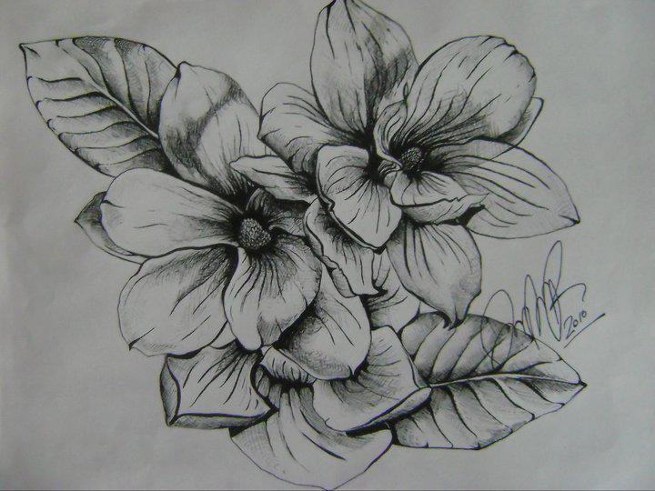 720x540 magnolia drawing free download - Magnolia Drawing