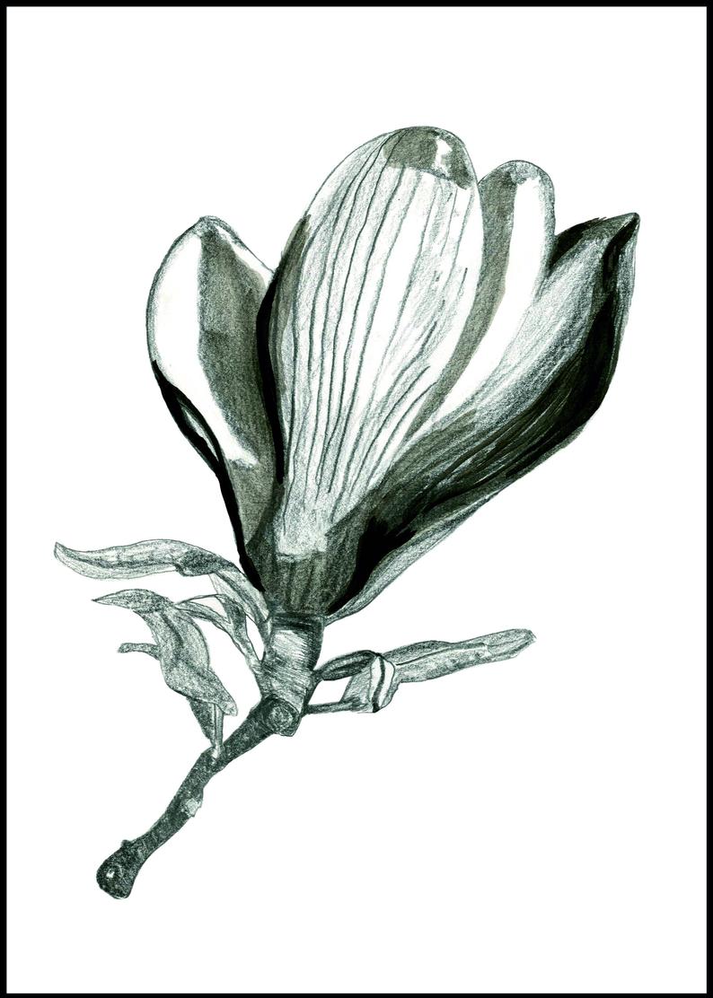 794x1112 magnolia drawing interior decoration wall decoration etsy - Magnolia Drawing