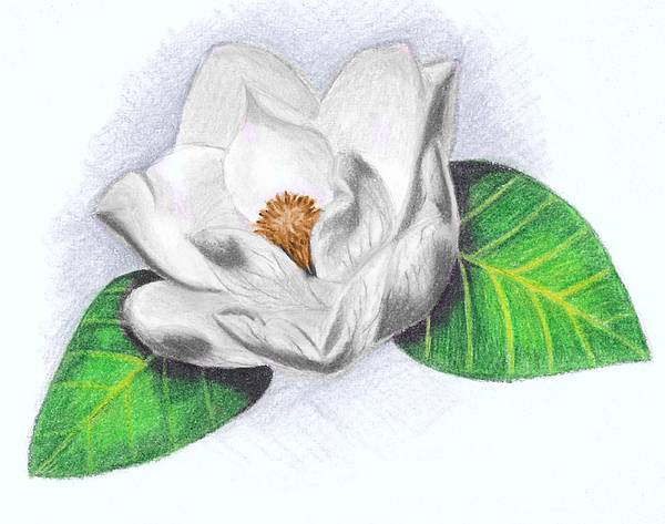 600x473 white magnolia drawing - Magnolia Drawing