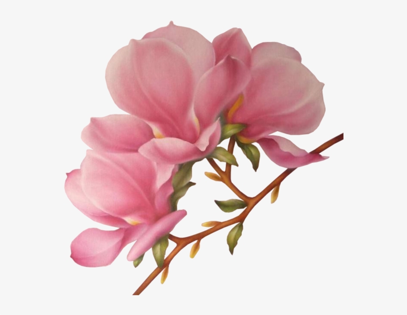 820x636 branches drawing magnolia flower - Magnolia Flower Drawing