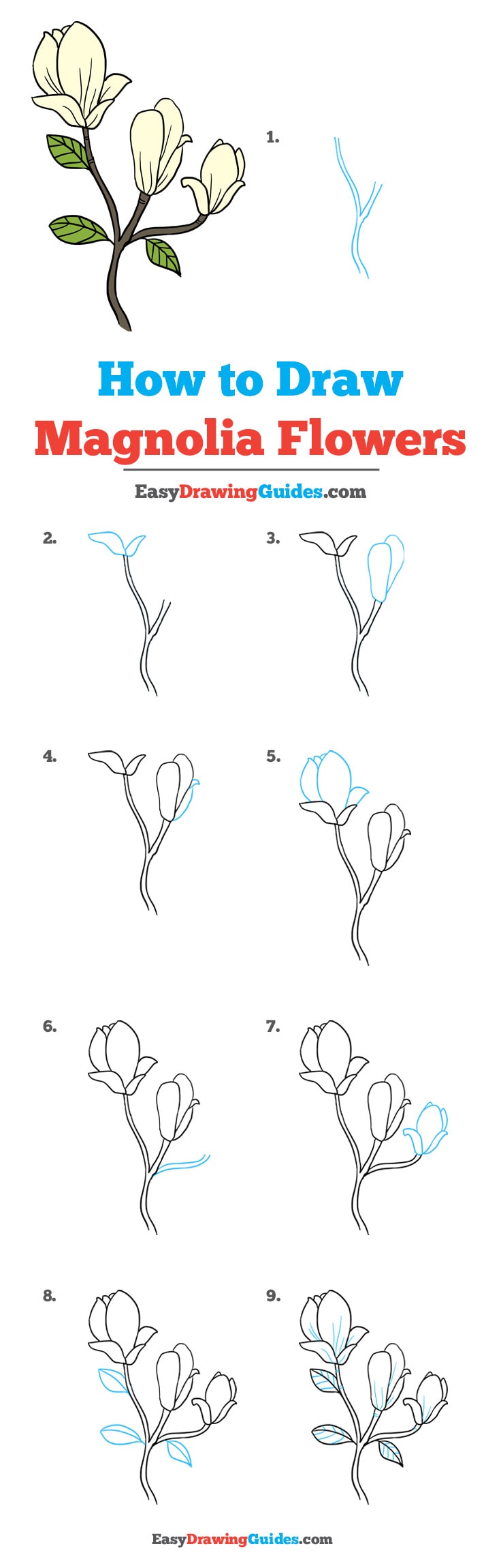 736x2299 how to draw magnolia flowers - Magnolia Flower Drawing