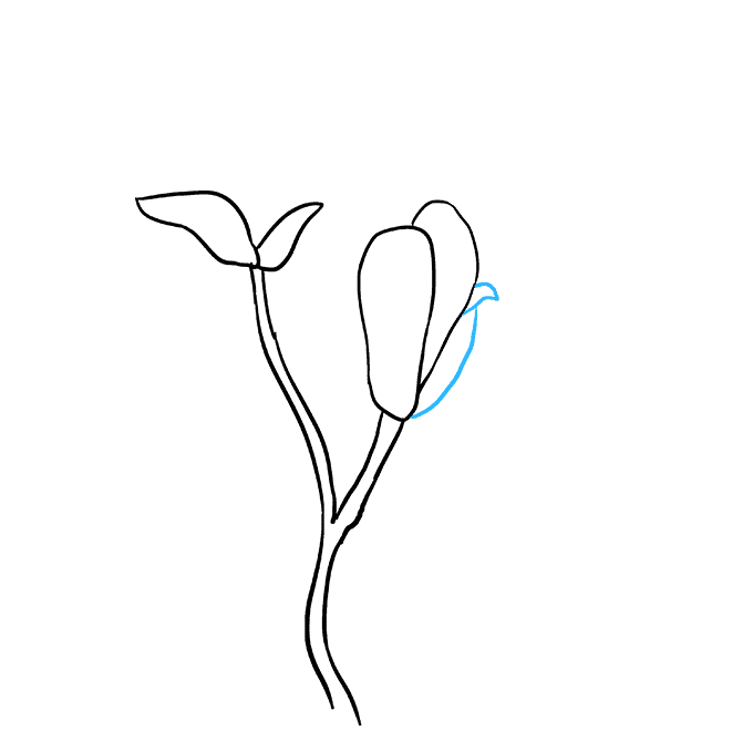 680x678 how to draw magnolia flowers - Magnolia Flower Drawing