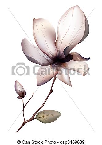 332x470 illustrations drawing of beautiful magnolia flower isolated - Magnolia Flower Drawing