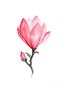 212x300 magnolia abstract flower drawing painting - Magnolia Flower Drawing