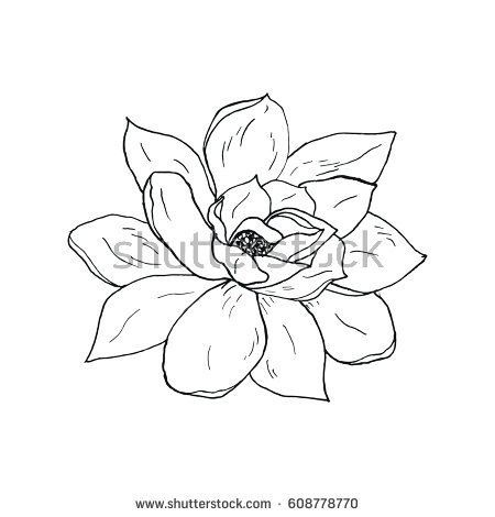 450x470 magnolia flower drawing - Magnolia Flower Drawing