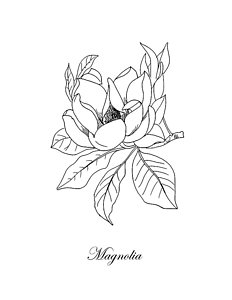 232x300 magnolia flower drawings fine art america - Magnolia Flower Drawing