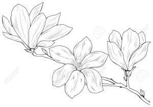 300x210 magnolia flower sketch magnolia flower drawing at getdrawings - Magnolia Flower Drawing