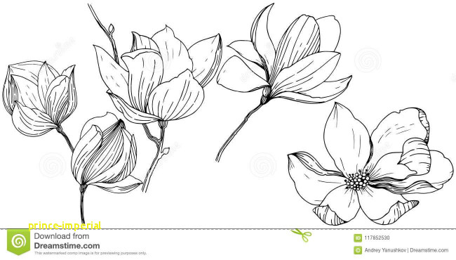 650x370 magnolia flowers drawings beautiful magnolia in a vector style - Magnolia Flower Drawing
