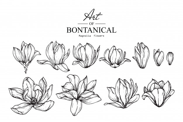 626x417 magnolia vectors, photos and free download - Magnolia Flower Drawing