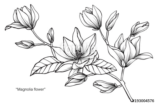 500x334 magnolia flower drawing illustration black and white with line - Magnolia Flower Drawing