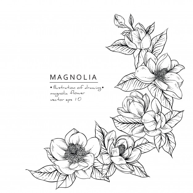 626x626 magnolia flower drawings vector premium download - Magnolia Flower Drawing
