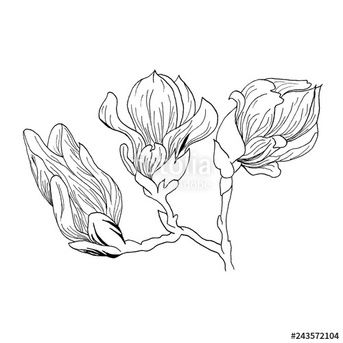 500x500 magnolia flowers drawing and sketch with line art on white - Magnolia Flower Drawing