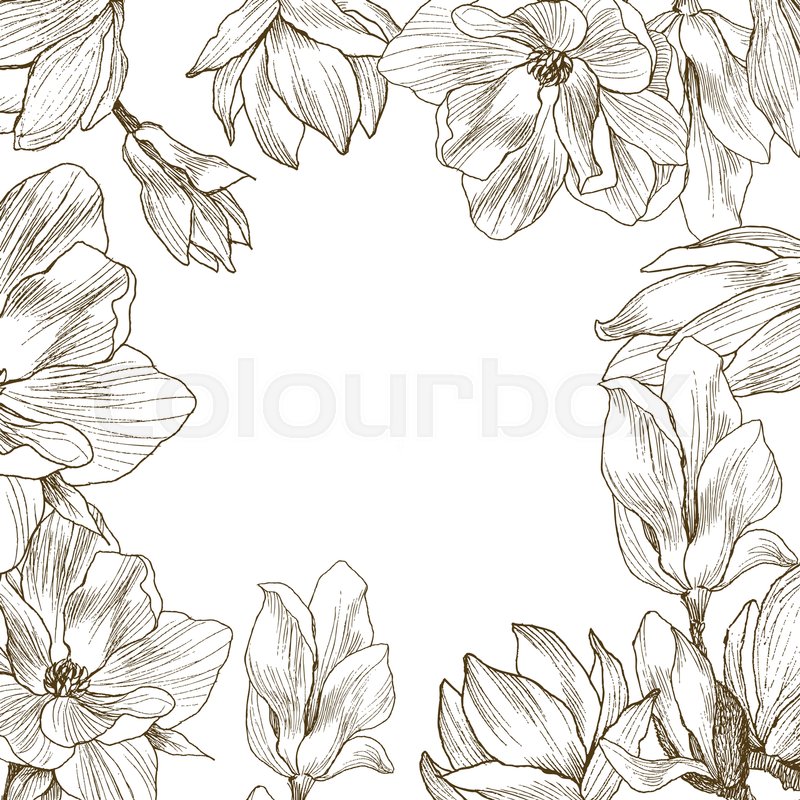 800x800 magnolia flowers drawing illustration stock vector colourbox - Magnolia Flower Drawing