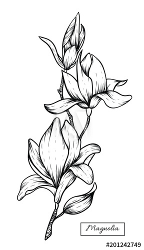 288x500 magnolia flowers drawing vector, illustration and clip art - Magnolia Flower Drawing