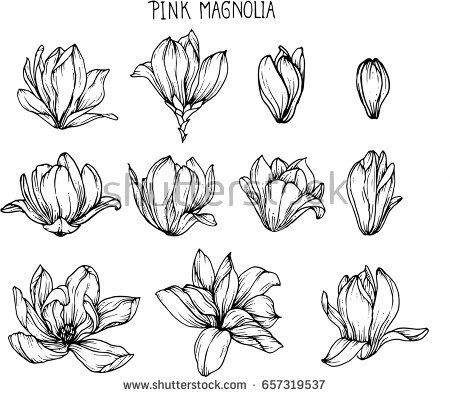 450x397 pink magnolia flowers drawing and sketch with line art on white - Magnolia Flower Drawing