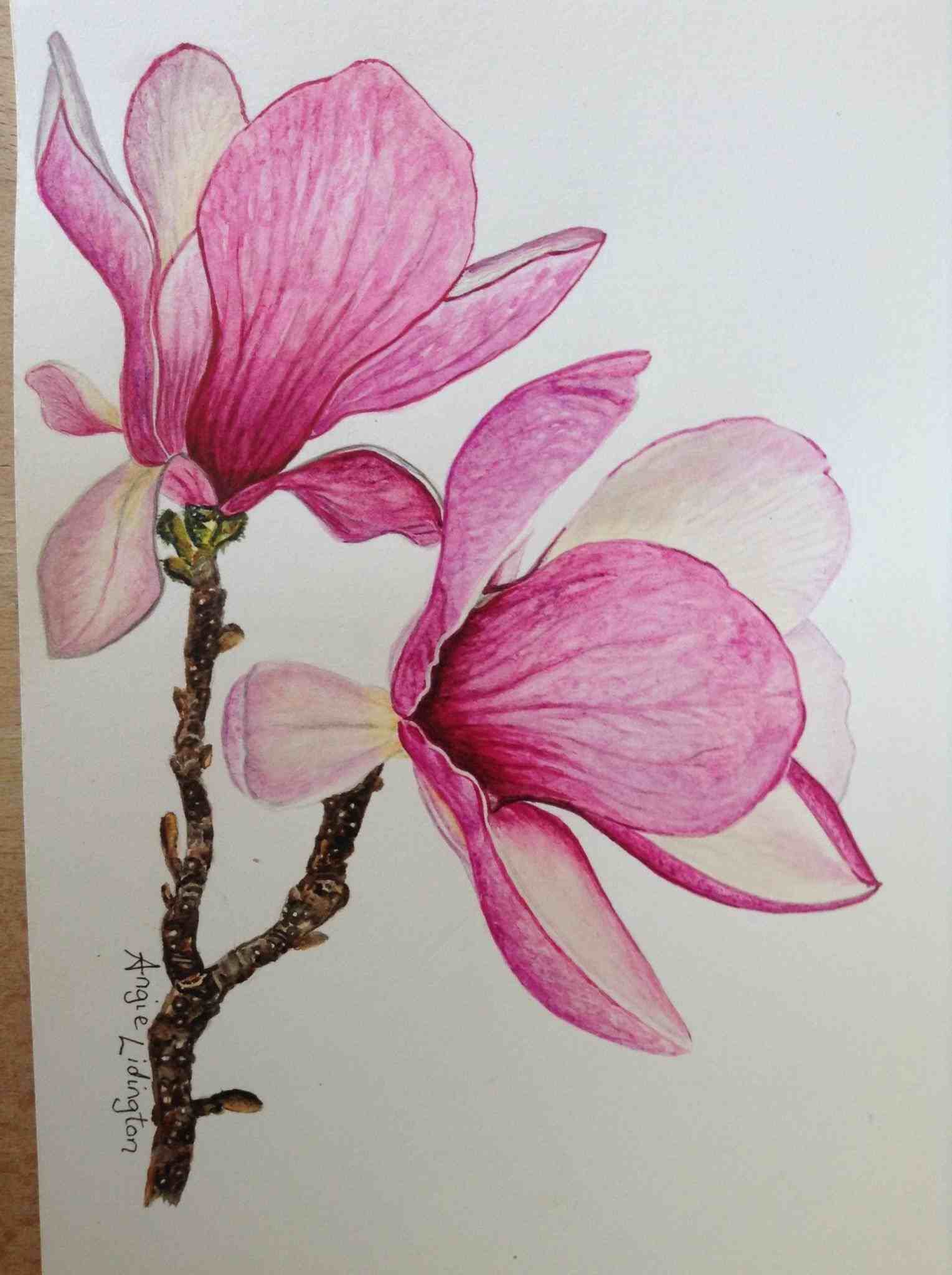 1529x2048 saucer isolatedrhrawpixelcom hand pink magnolia flower drawing - Magnolia Flower Drawing