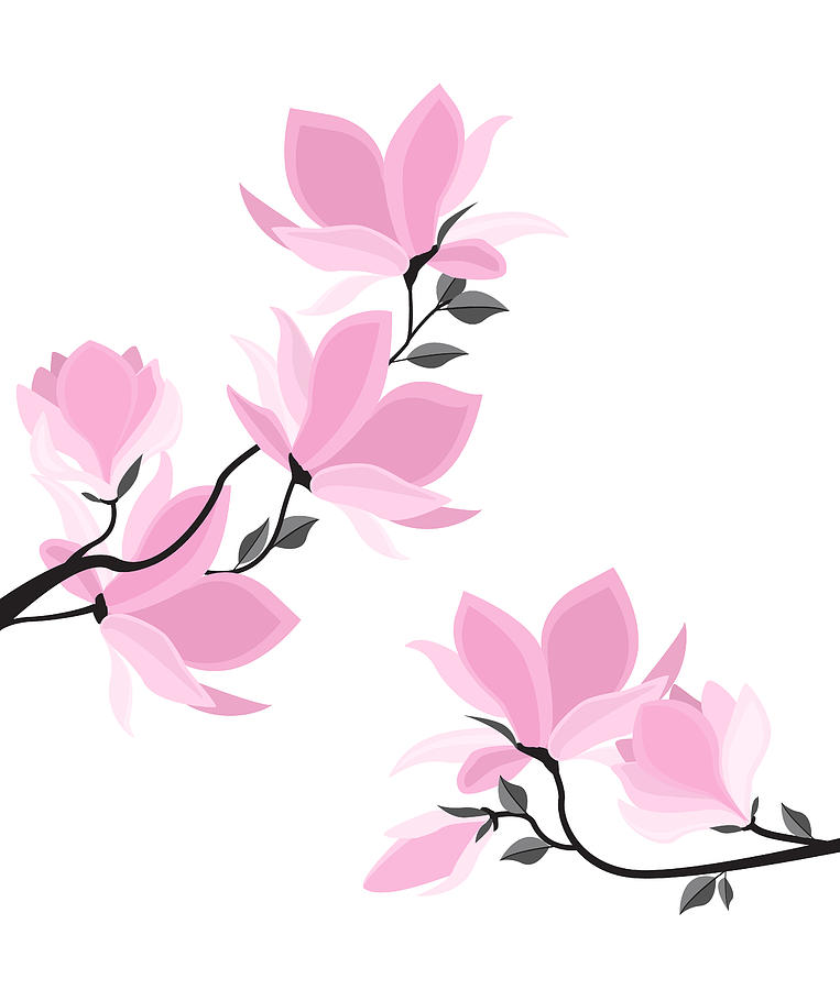 763x900 vector magnolia flowers drawing - Magnolia Flower Drawing