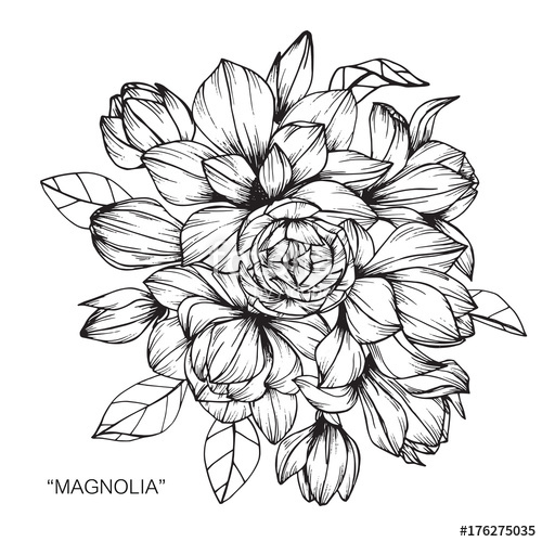 500x500 bouquet of magnolia flowers drawing stock photo and royalty free - Magnolia Flower Drawing