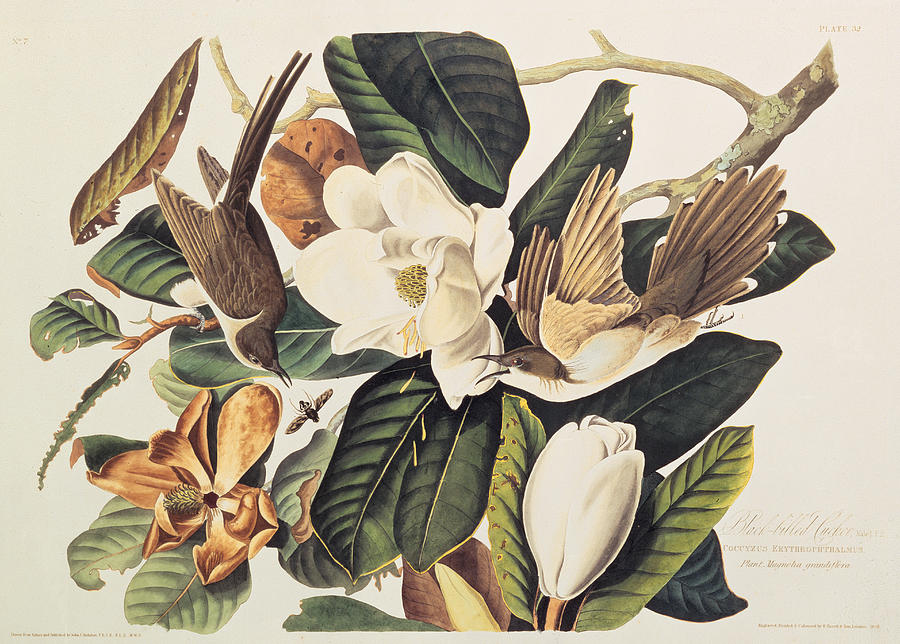 900x644 cuckoo on magnolia grandiflora drawing - Magnolia Leaf Drawing