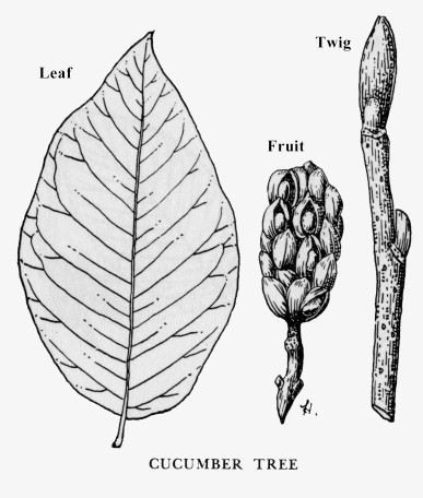 387x456 cucumber tree - Magnolia Leaf Drawing