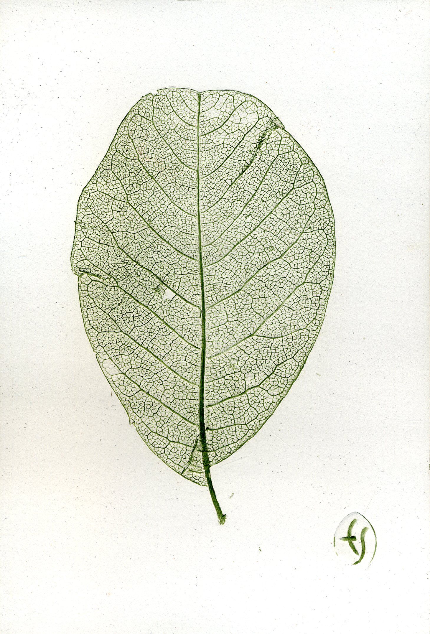1459x2151 eileen singleton - Magnolia Leaf Drawing