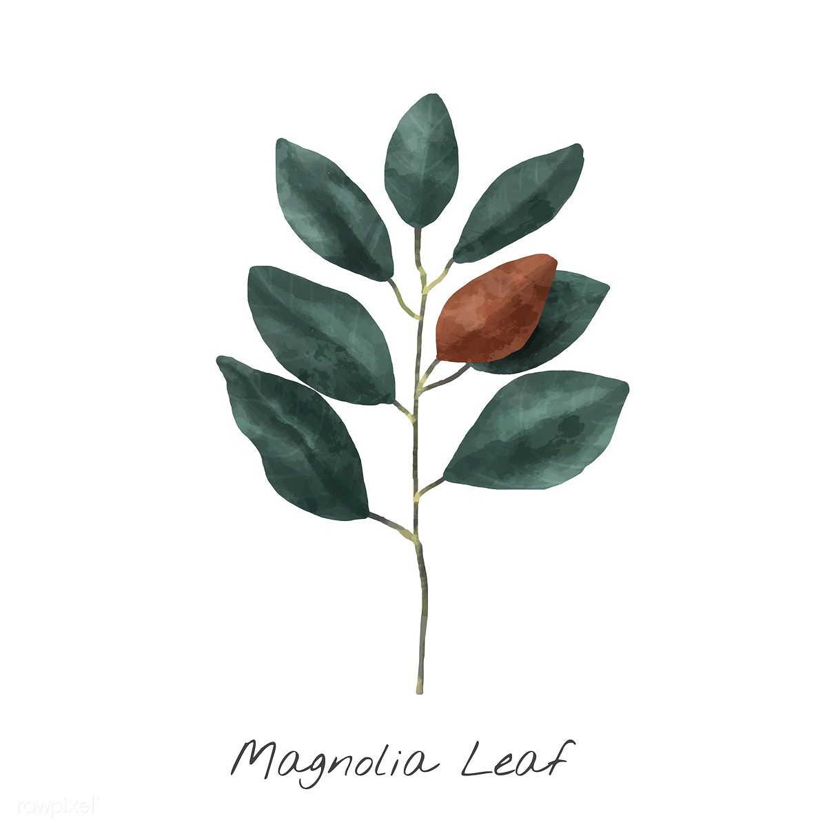 1200x1200 Illustration Of Magnolia Leaf Isolated On White Background Free - Magnolia Leaf Drawing