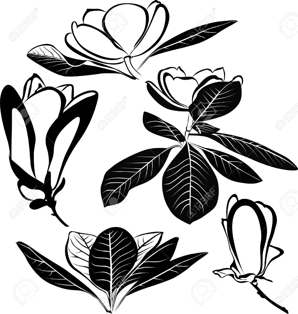 1232x1300 Magnolia Leaf Silhouette Great Free Clipart, Silhouette - Magnolia Leaf Drawing